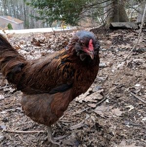 Meet your Posher, Marion